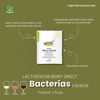 Bacterias Oenococcus oeni - Lactoenos Berry Direct - Hacer Vino