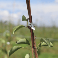 Tira de Amarre Corbata de una sola temporada para Vides, Ramas o Troncos - 250 Metros - Hacer Vino