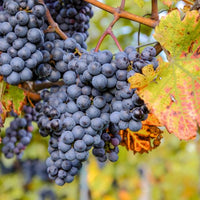 Vid o Parra Alicante Bouschet (Caja con 450 plantas) - Hacer Vino