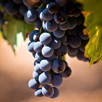 Vid o Parra Alicante Bouschet (Caja con 450 plantas) - Hacer Vino