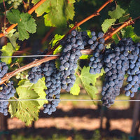 Vid o Parra Cabernet Sauvignon (Caja con 450 plantas) - Hacer Vino