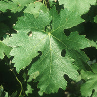 Plantas de Vid con Portainjerto – Variedades Profesionales para Viñedo