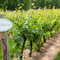 Vid o Parra Chardonnay (Caja con 450 plantas) - Hacer Vino