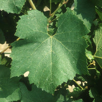 Vid o Parra Chardonnay (Caja con 450 plantas) - Hacer Vino