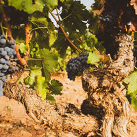 Vid o Parra Garnacha Tinta (Caja con 450 plantas) - Hacer Vino