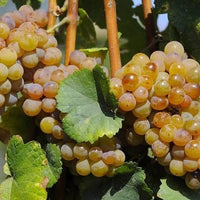 Vid o Parra Gewürztraminer (Caja con 450 plantas) - Hacer Vino