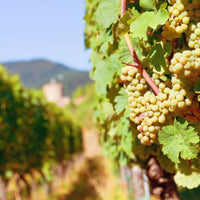 Vid o Parra Gewürztraminer (Caja con 450 plantas) - Hacer Vino