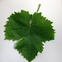 Vid o Parra Graciano (Caja con 450 plantas) - Hacer Vino