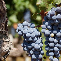 Vid o Parra Graciano (Caja con 450 plantas) - Hacer Vino
