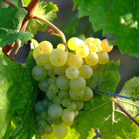 Vid o Parra Sauvignon Blanc (Caja con 450 plantas) - Hacer Vino