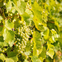 Vid o Parra Sauvignon Blanc (Caja con 450 plantas) - Hacer Vino