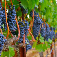 Vid o Parra Syrah (Caja con 450 plantas) - Hacer Vino