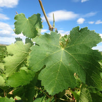 Vid o Parra Syrah (Caja con 450 plantas) - Hacer Vino