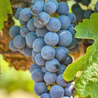 Vid o Parra Syrah (Caja con 450 plantas) - Hacer Vino