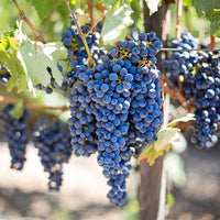 Vid o Parra Tempranillo (Caja con 450 plantas) - Hacer Vino