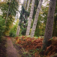 Derivados del Roble Francés Forest Collection - Perfil Fonatainebleau Roayale para Crianza de Vinos - Hacer Vino