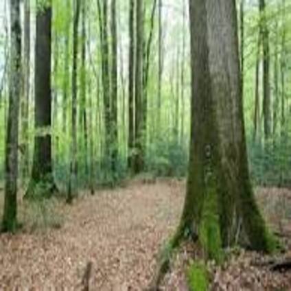 Derivados del Roble Francés Forest Collection - Perfil Jupilles Fleur para Crianza de Vinos - Hacer Vino