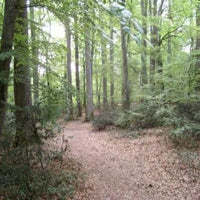 Derivados del Roble Francés Forest Collection - Perfil Troncais Forte para Crianza de Vinos - Hacer Vino