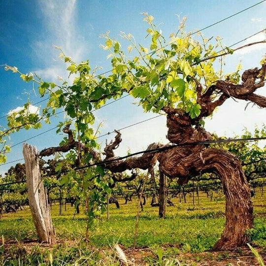 Cuidados generales a tener en cuanta al recibir plantas de raíz desnuda: Guía completa para una plantación exitosa - Hacer Vino