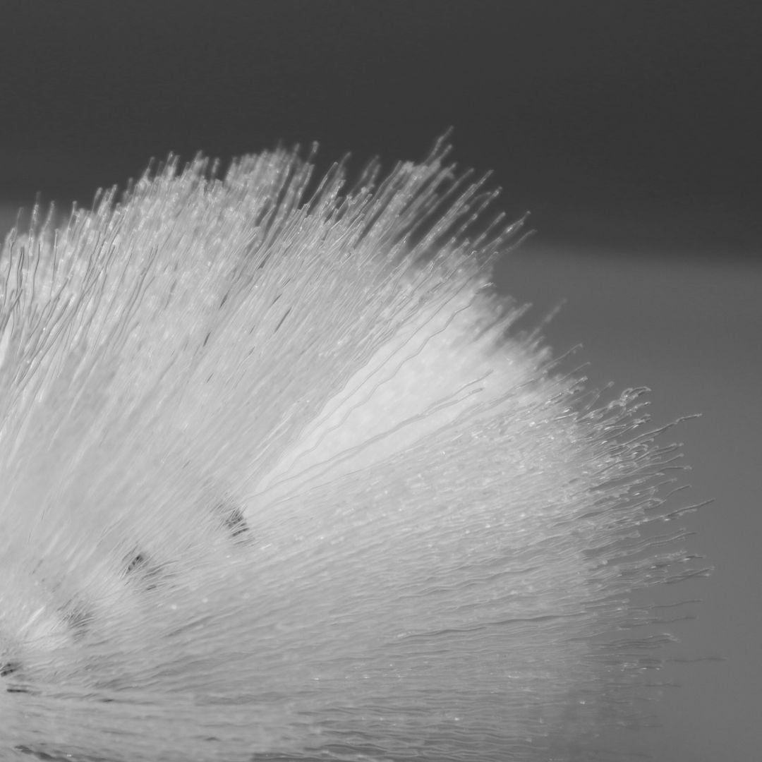 Cepillo Carlisle 16" Diken 4046702 Blanco