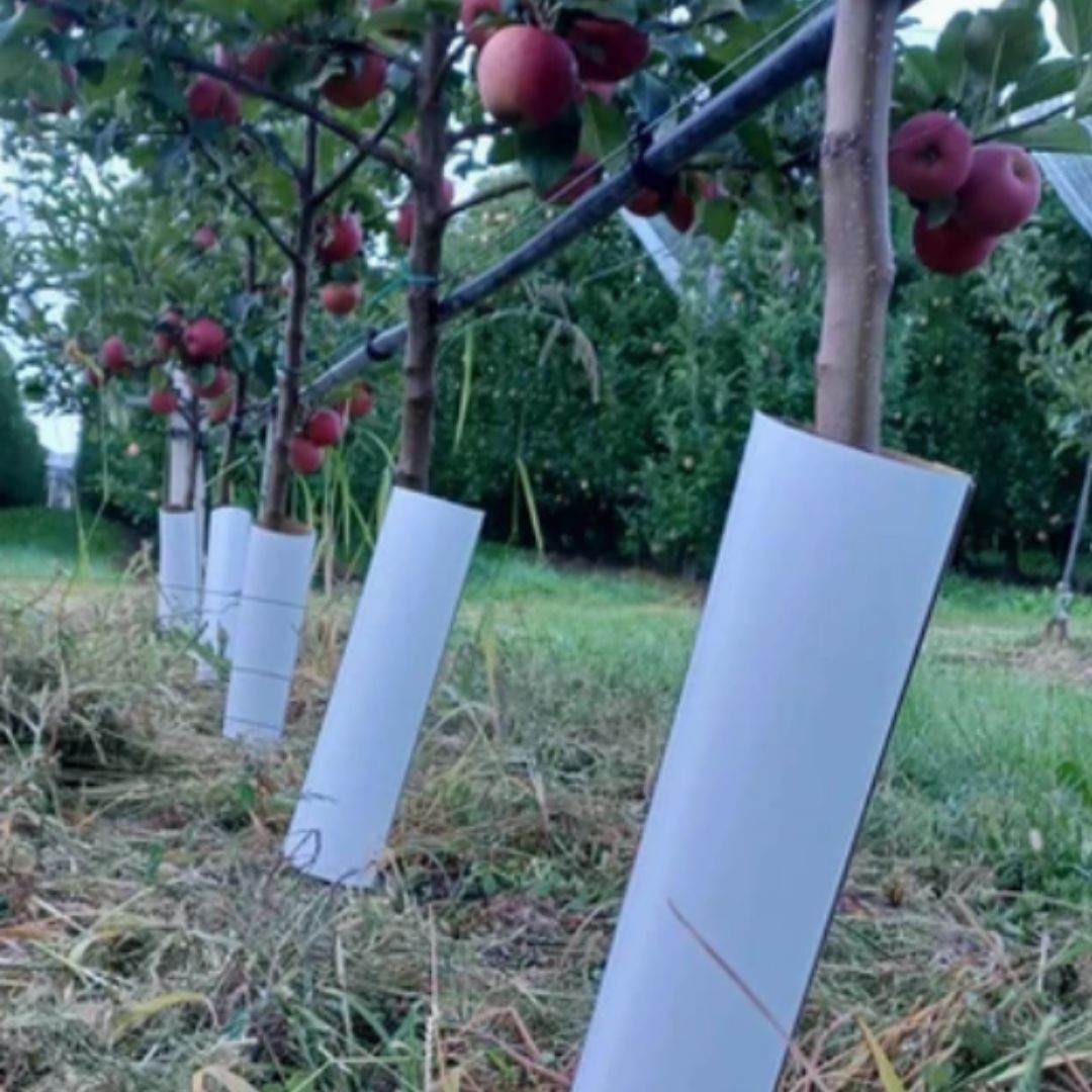 Tubos de Crecimiento Protección para vid, arboles nuevos - Tree Guard