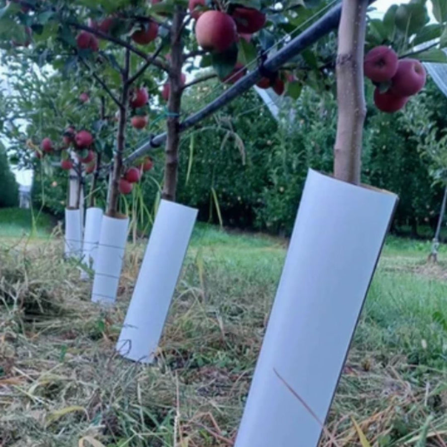 Tubos de Crecimiento Protección para vid, arboles nuevos - Tree Guard
