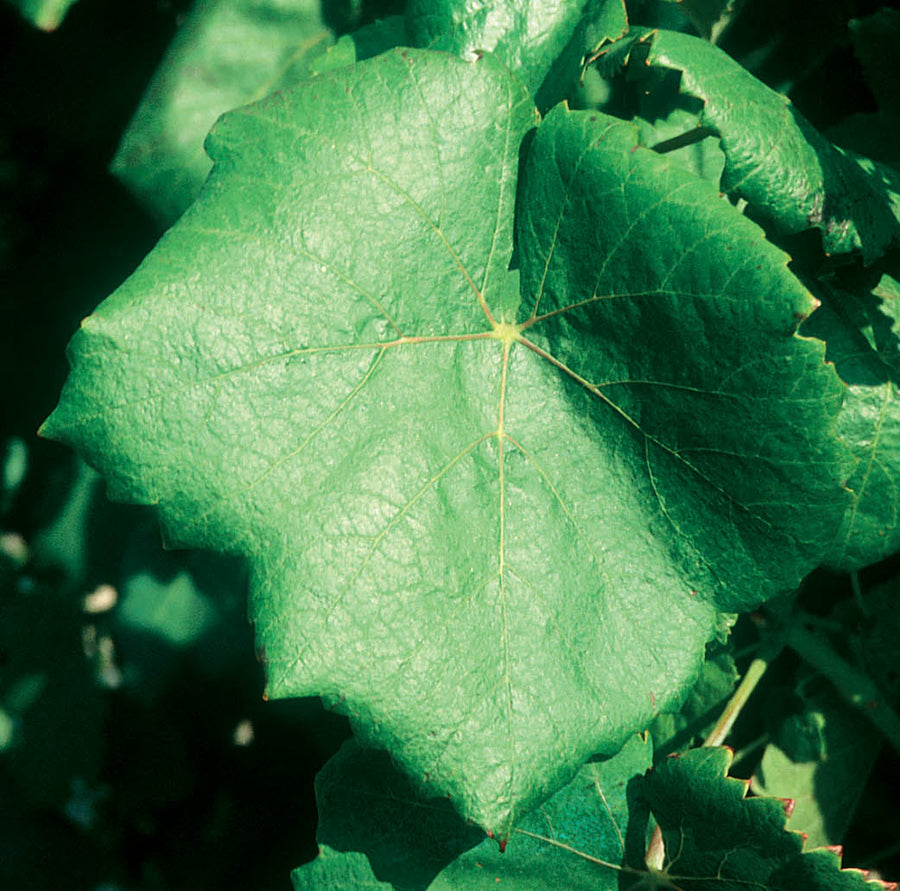 uva_alicante_bouschet_hacervino_vino_tinto_portainjerto_ru140_viñedo