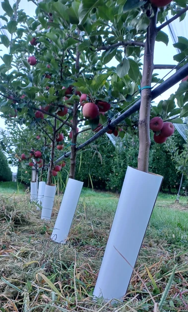 Toyo_Kasei_treeguard_tubo_de_crecimiento_protección_para_vid_ramas_arboles