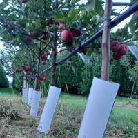 Toyo_Kasei_treeguard_tubo_de_crecimiento_protección_para_vid_ramas_arboles