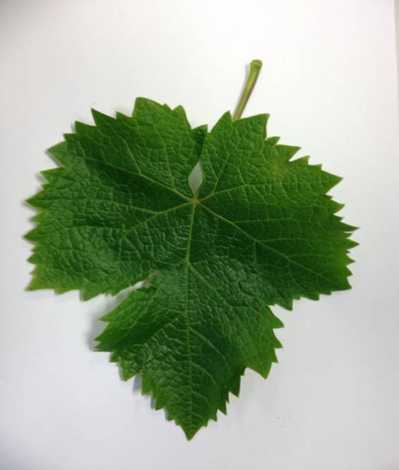 uva_graciano_viñedo_portainjerto_r110_hacervino_vino_tinto_planta