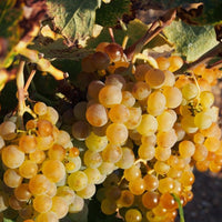 godello_uva_parra_vid_viñedo_hacervino_portainjerto_r110