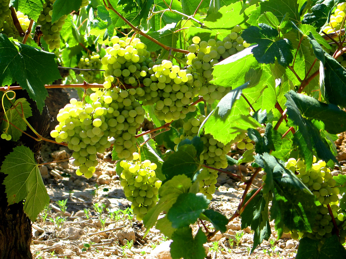 parellada_uva_parra_vid_hacervino_vino_blanco_viñedo_portainjerto_r110