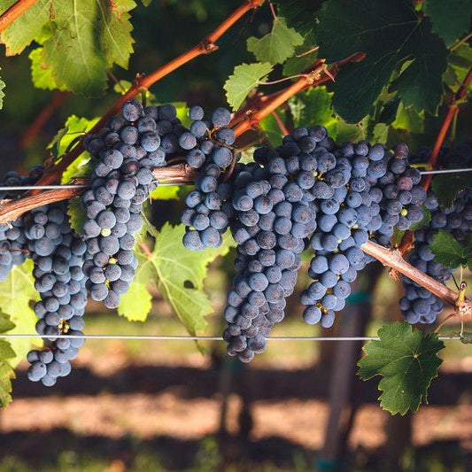 Plantas de Vid con Portainjerto – Variedades Profesionales para Viñedo