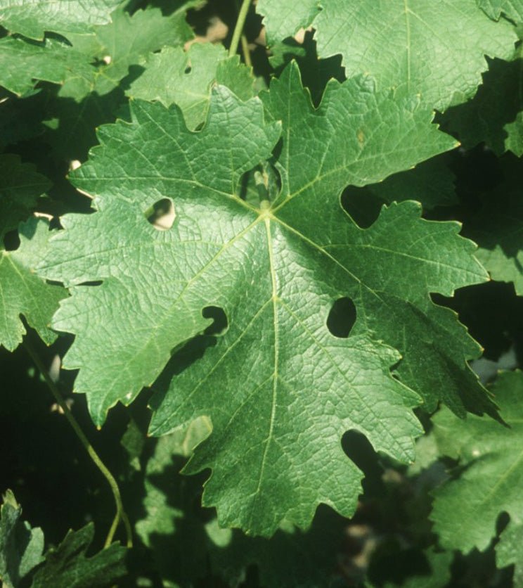 Plantas de Vid con Portainjerto – Variedades Profesionales para Viñedo