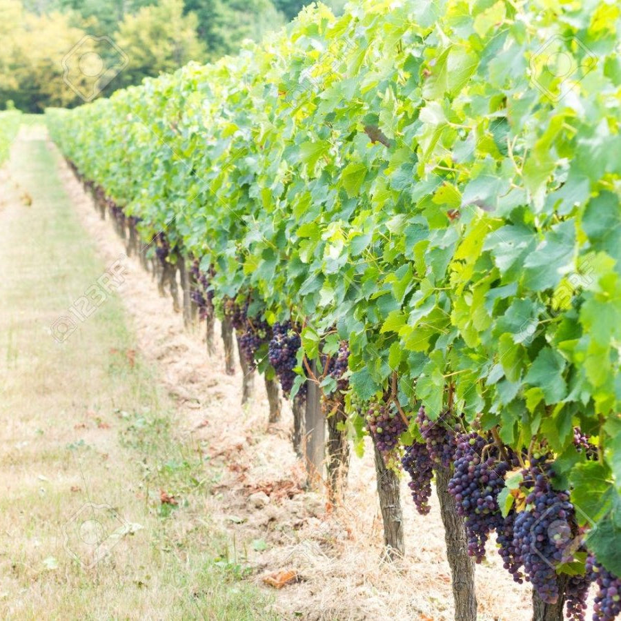 Plantas de Vid con Portainjerto – Variedades Profesionales para Viñedo