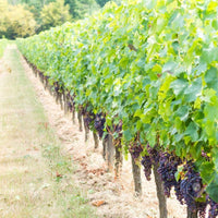 Plantas de Vid con Portainjerto – Variedades Profesionales para Viñedo